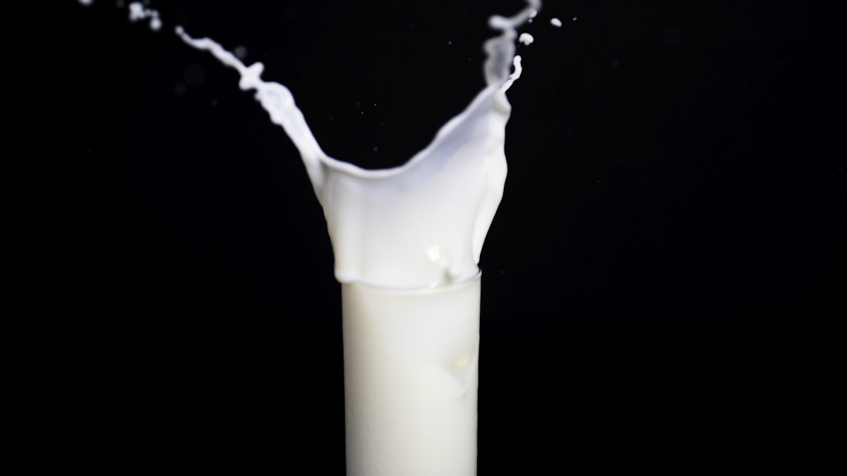 Süt, yoğurt ve kefir gibi fermente süt ürünlerinin temelini oluşturan besleyici bir kaynaktır.